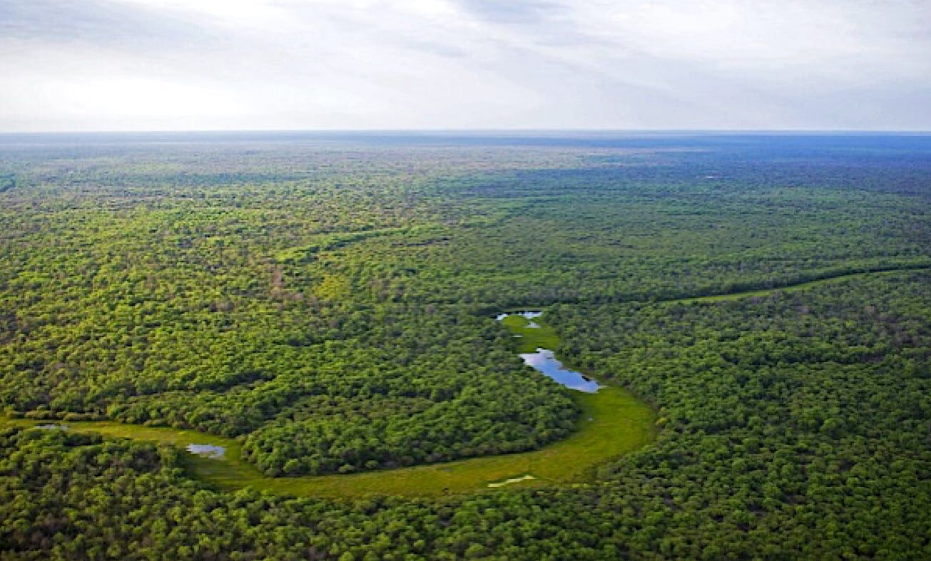 Mitigar el cambio climático desde los bosques de Argentina. Foto: V Congreso Forestal Argentino