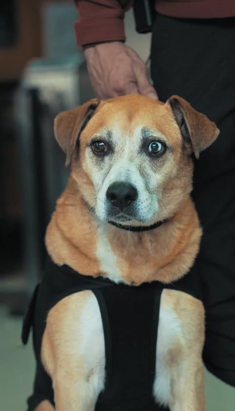 Un perro mestizo se convirtió en oficial mayor de la Policía y en el alma del barrio. Foto TN