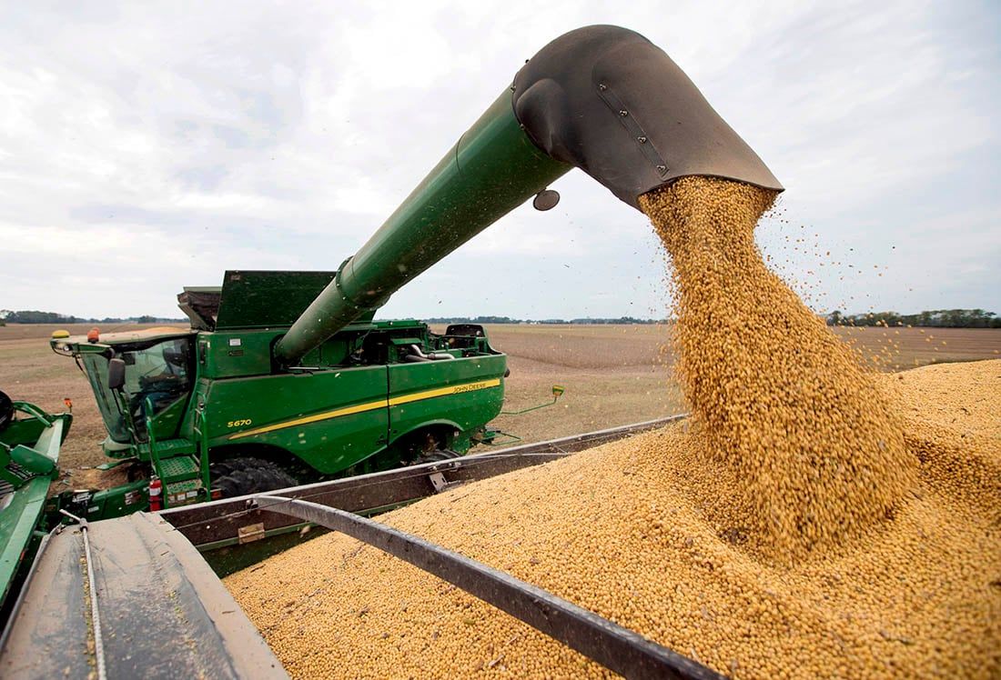 La suba de los precios internacionales obliga a los productores de leche, huevos, pollos y carne vacuna a buscar alternativas forrajeras. Hay un incipiente mercado que tiende a bajar costos fijos.