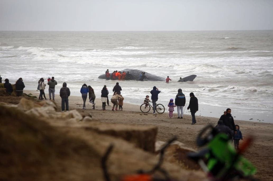 Vecinos alertaron que un cachalote estaba varado en las orillas de la playa y dieron aviso a las autoridades.