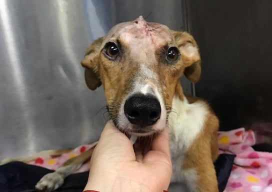 "Messi" fue herido con un hacha - Foto Instagram Huellitas Perdidas
