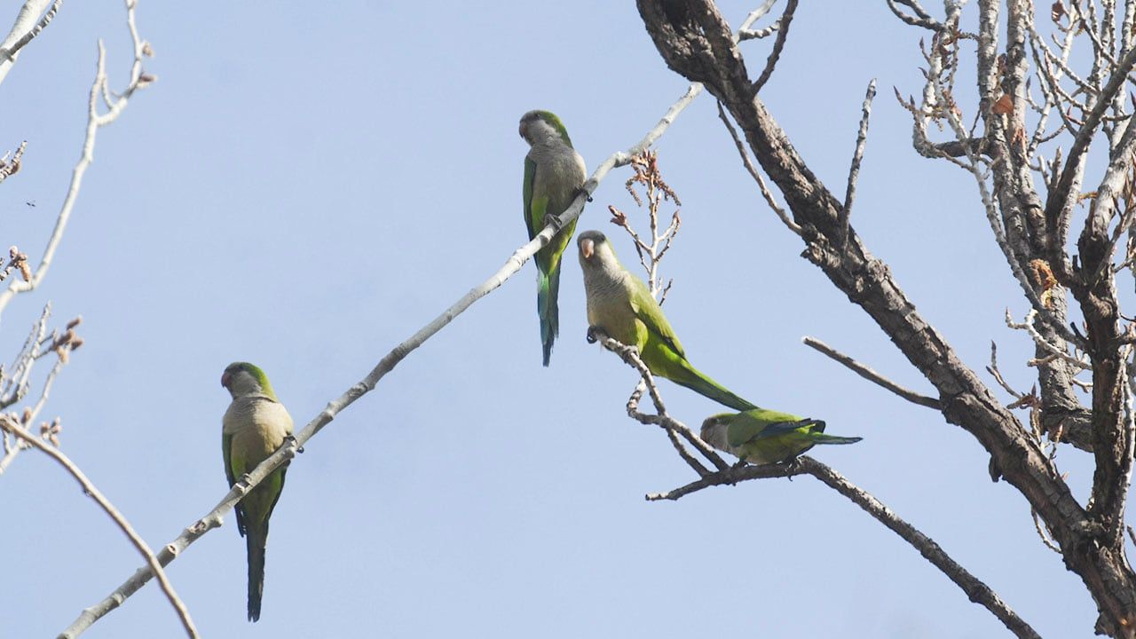 Daño por aves