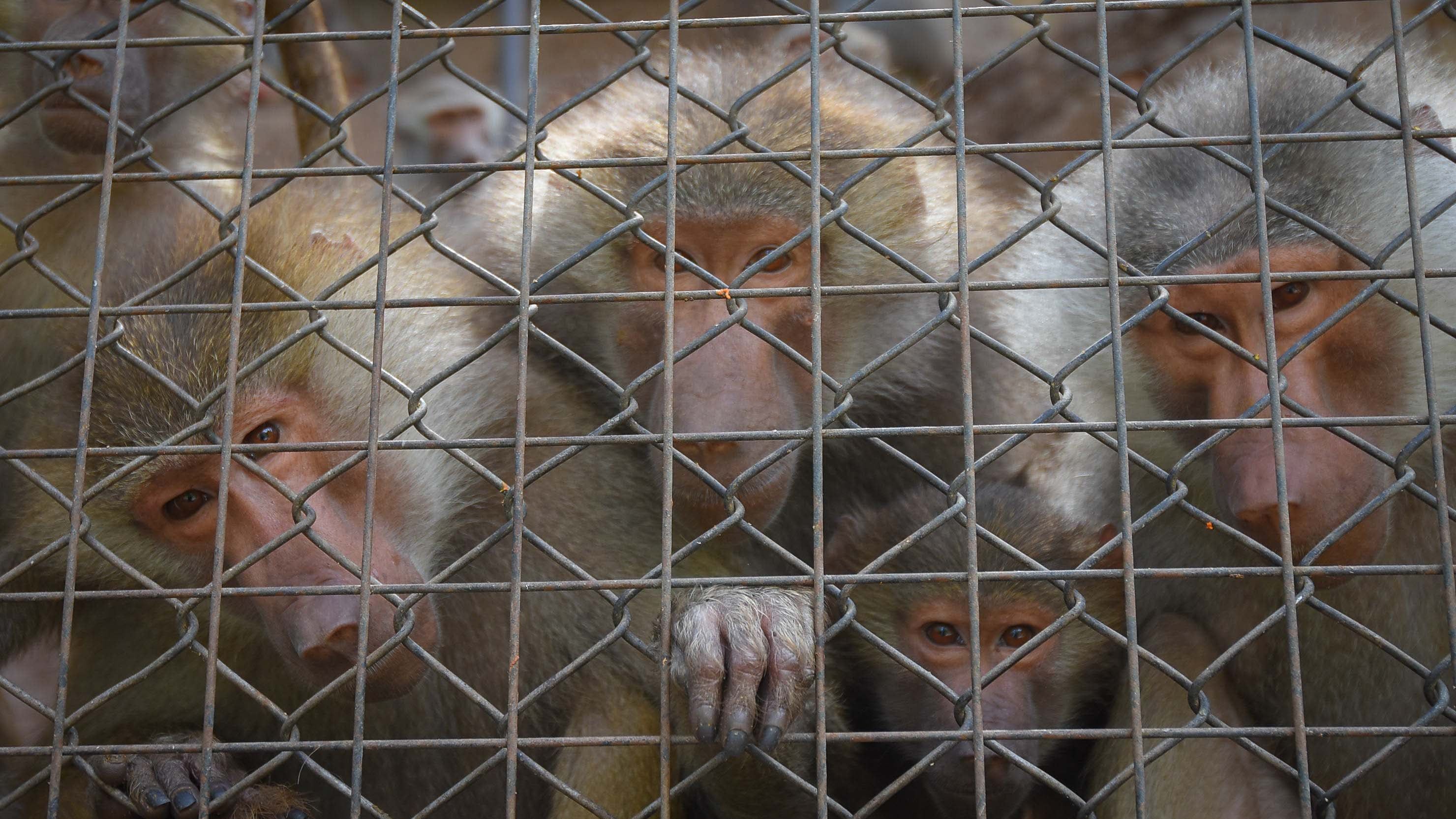 Ecoparque de Mendoza  Jaula de los monos Papiones los cuales estan atravesando una superpoblación. Mientras se esperan las obras en el actual Ecoparque algunos animales continuan en el ex zoo de Mendoza  Foto: Claudio Gutiérrez  