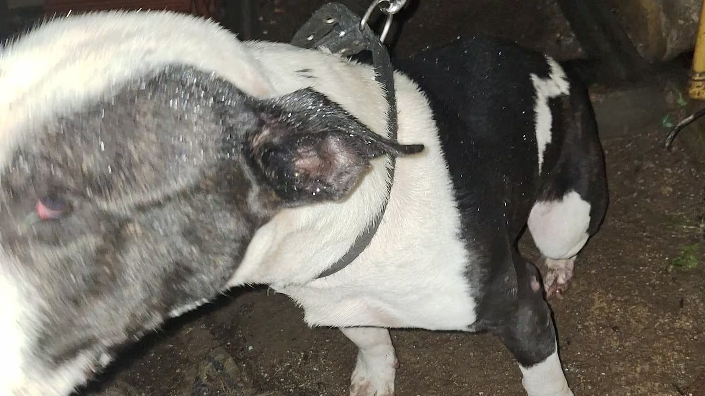 El hombre vivía solo con el perro, el cual se estimaba que lo habría atacado. Gentileza: Ciudad Magazine.