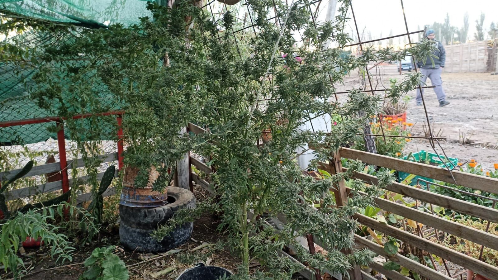 La policía rural secuetró también marihuana.