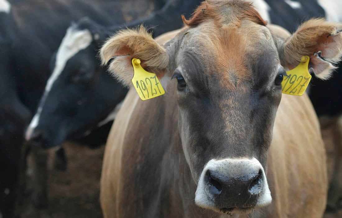 Imagen Ilustrativa. Foto: Orlando Pelichotti / Los Andes