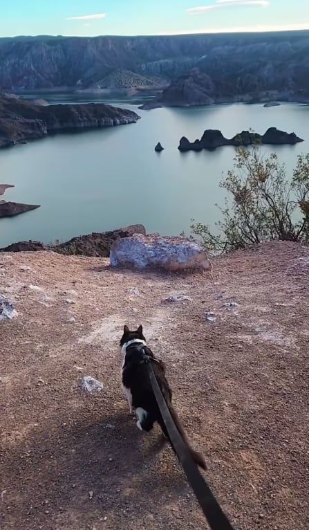 Indio, el gatito que pasea con correa en el Cañón del Atuel, es furor y recorre el país en motorhome. Foto: Instagram @viendoquepinta