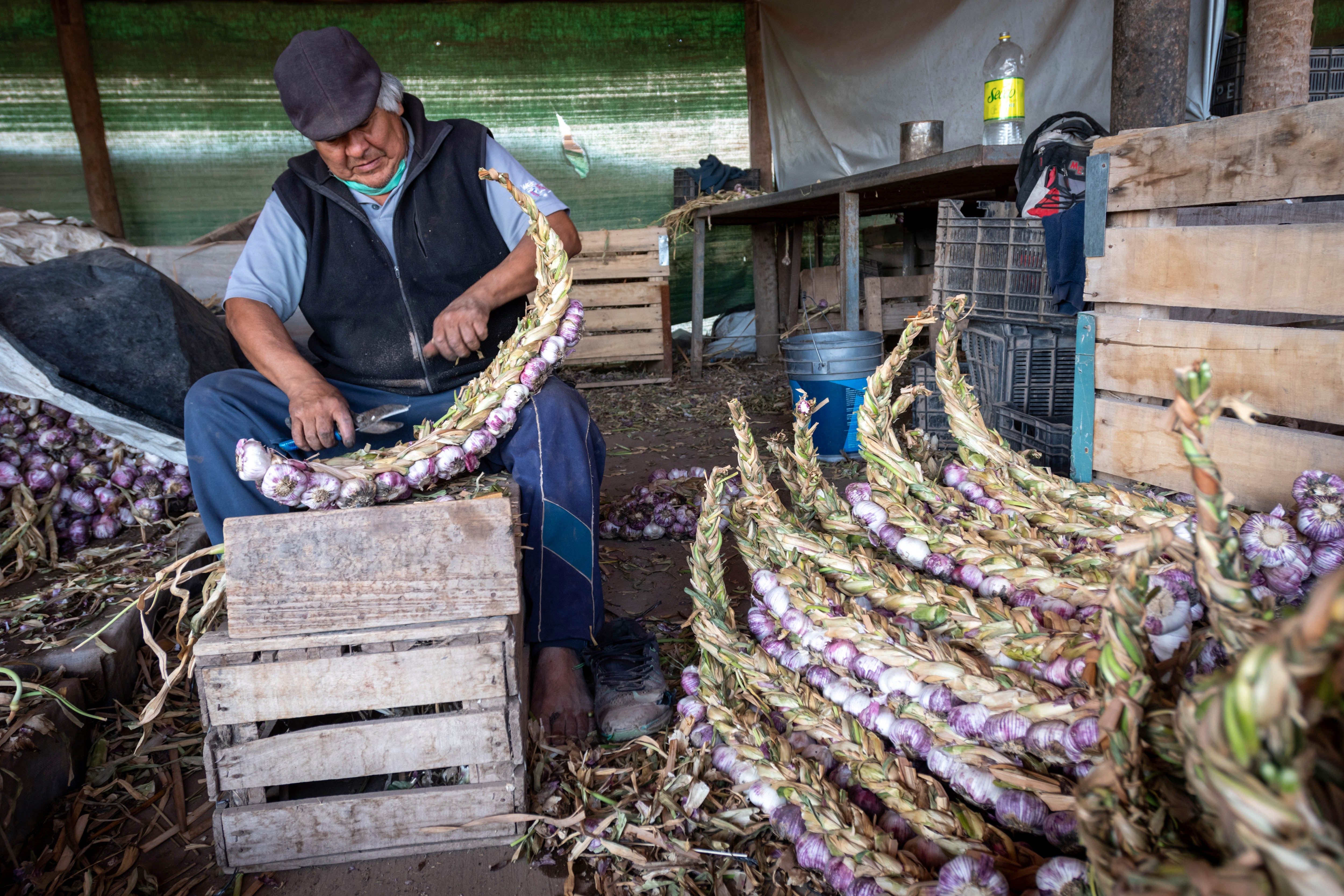 El ajo es un cultivo que requiere de mucha mano de obra, incluso después de la cosecha.