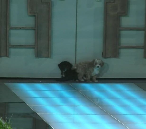 Moro y Caramelo, los nuevos integrantes de Gran Hermano