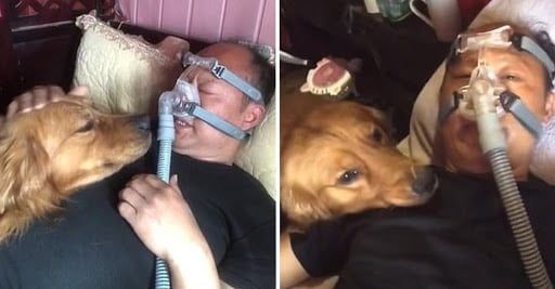 Mao Mao el perro que no quiere abandonar a su "mejor amigo"