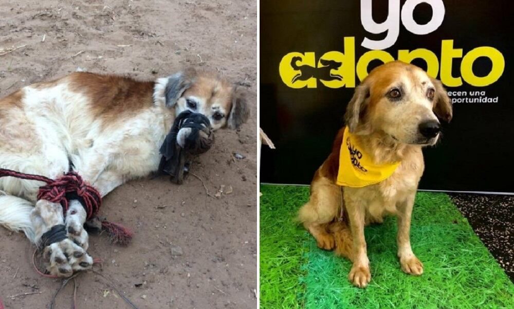 Antes y después: Shelby ya está recuperada, está animada y come sola -