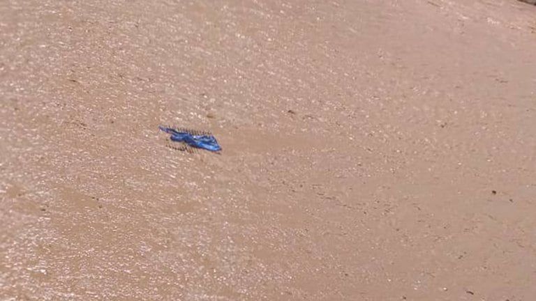 Así quedó el gomón pinchado, luego del naufragio en el Río Bermejo (límite entre Salta y Bolivia).
