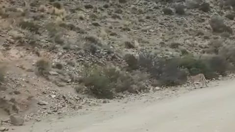 Guanacos huyen ante la presencia de un puma: la impactante secuencia que filmó un turista en Villavicencio. Foto: captura Video
