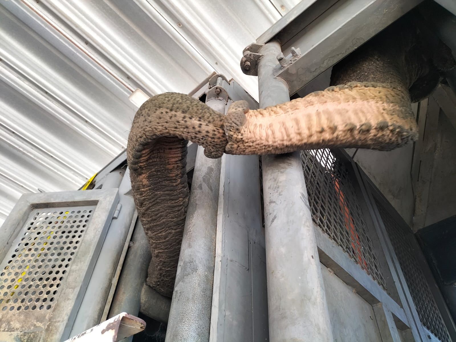 ¡Por fin libres! Pocha y Guillermina ya están en el Santuario de Brasil. Foto: Twitter @GlobalElephants