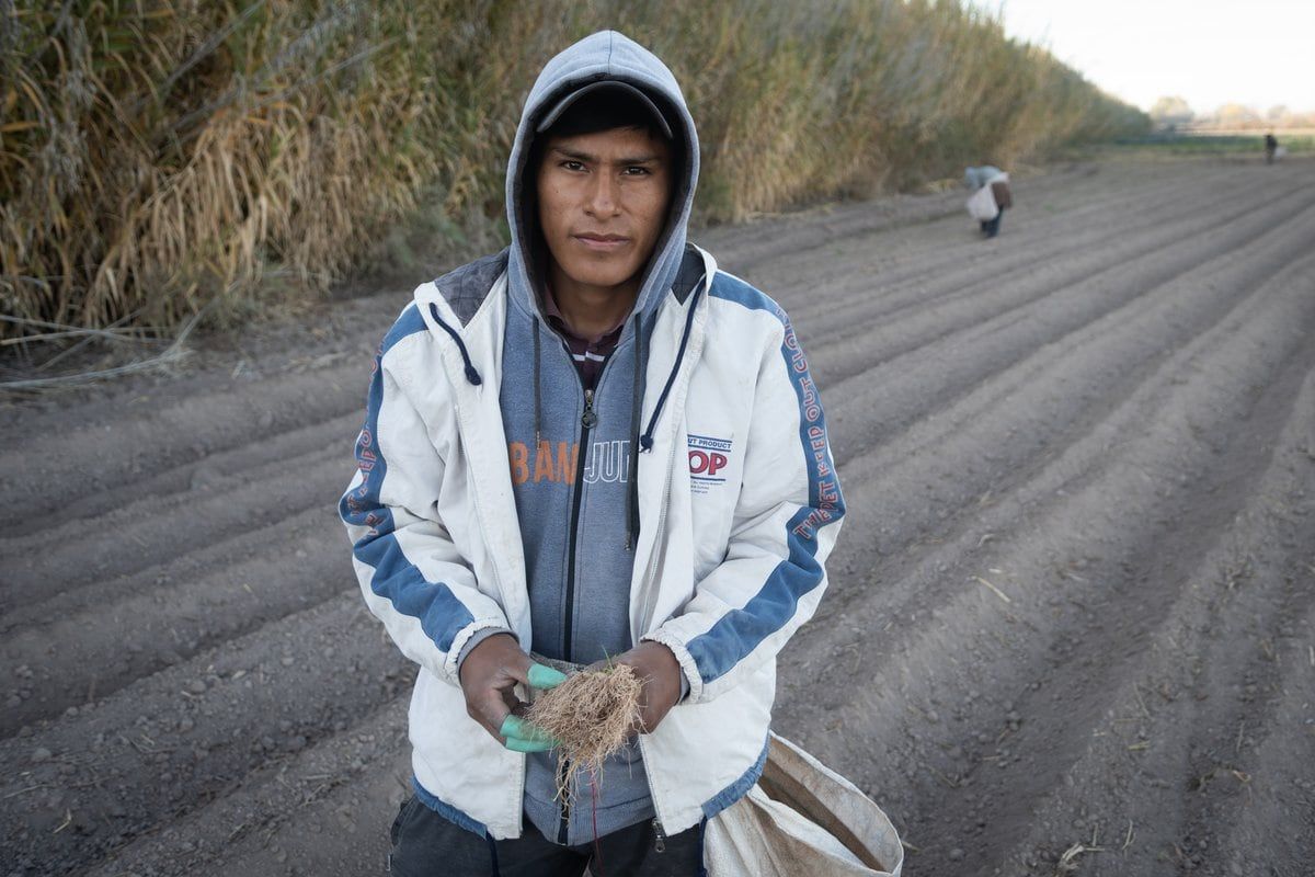 Se estima que en el Cordón Productivo se cultivan más de 50 especies de plantas. Foto: Ignacio Blanco / Los Andes
