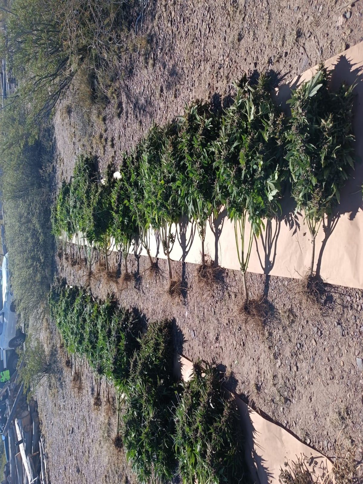 Las plantas de marihuana decomisadas en Uspallata. Gentileza Gendarmería Nacional.