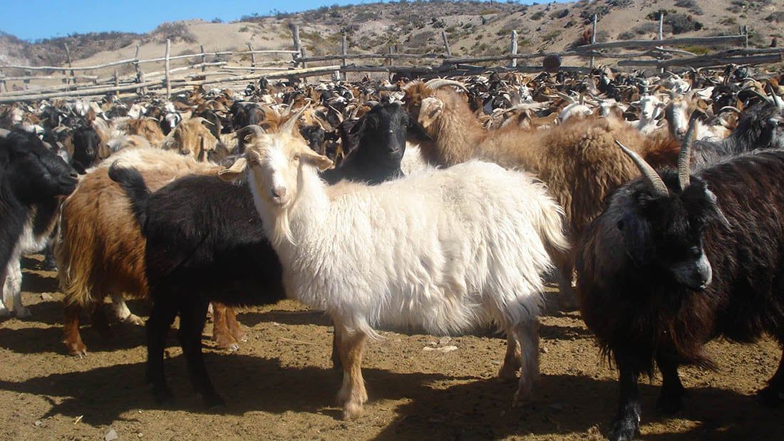 Ganado Caprino raza criolla