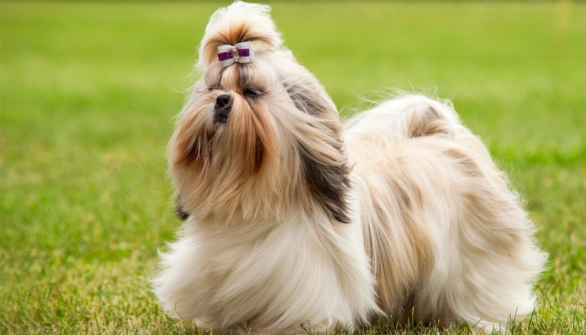 La raza de perro Shih Tzu