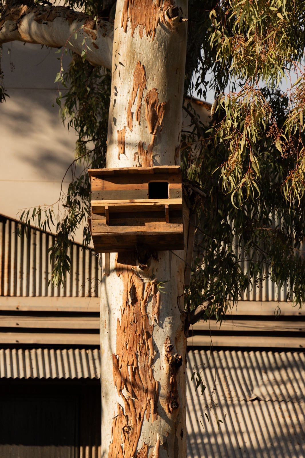 La Ciudad finalizó la segunda etapa del proyecto piloto de control biológico de especies plagas.