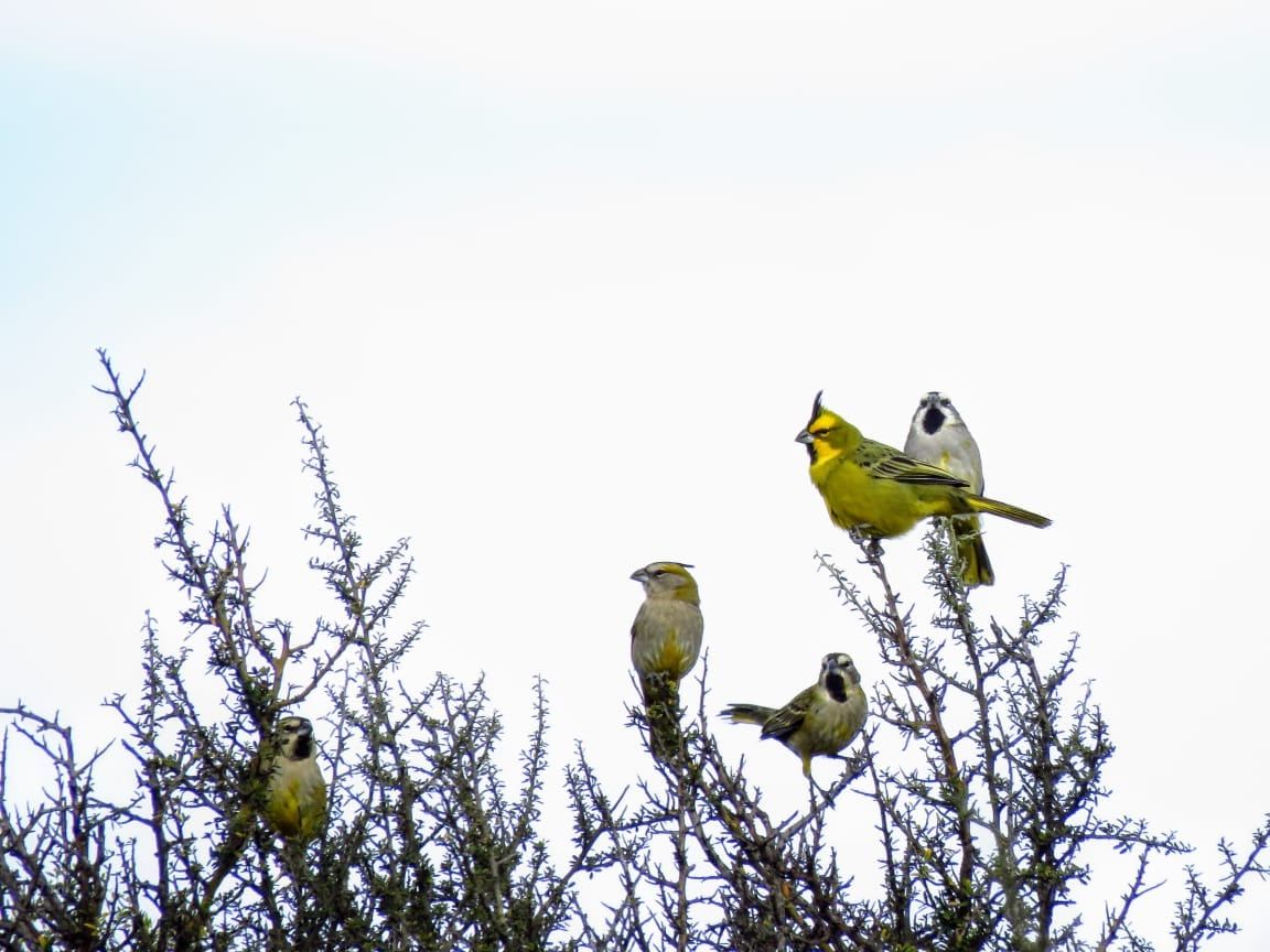 Los cardenales amarillos, otra de las aves que son víctimas frecuentes de ahogamientos en tanques y también son una especie protegida. Foto: Dirección de Recursos Naturales y Renovables.