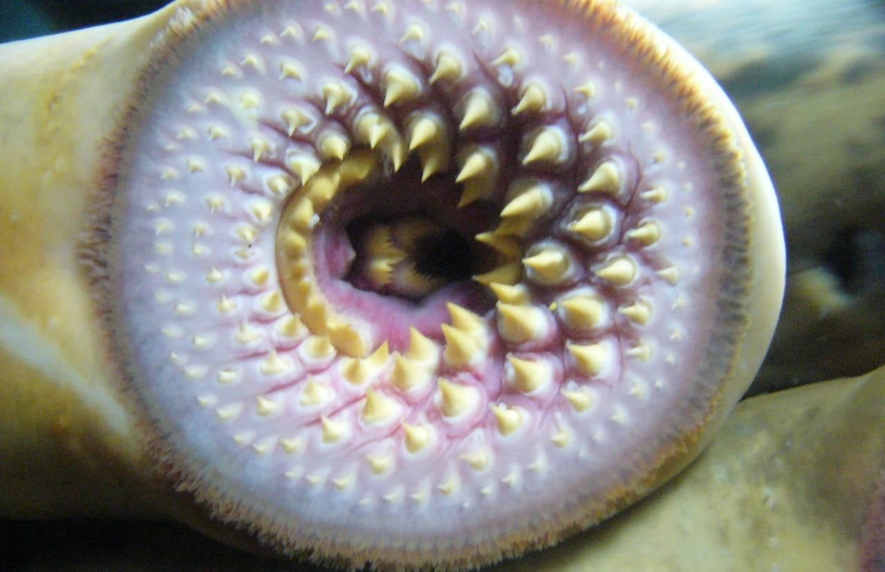 La boca del "pez vampiro" sorprende -