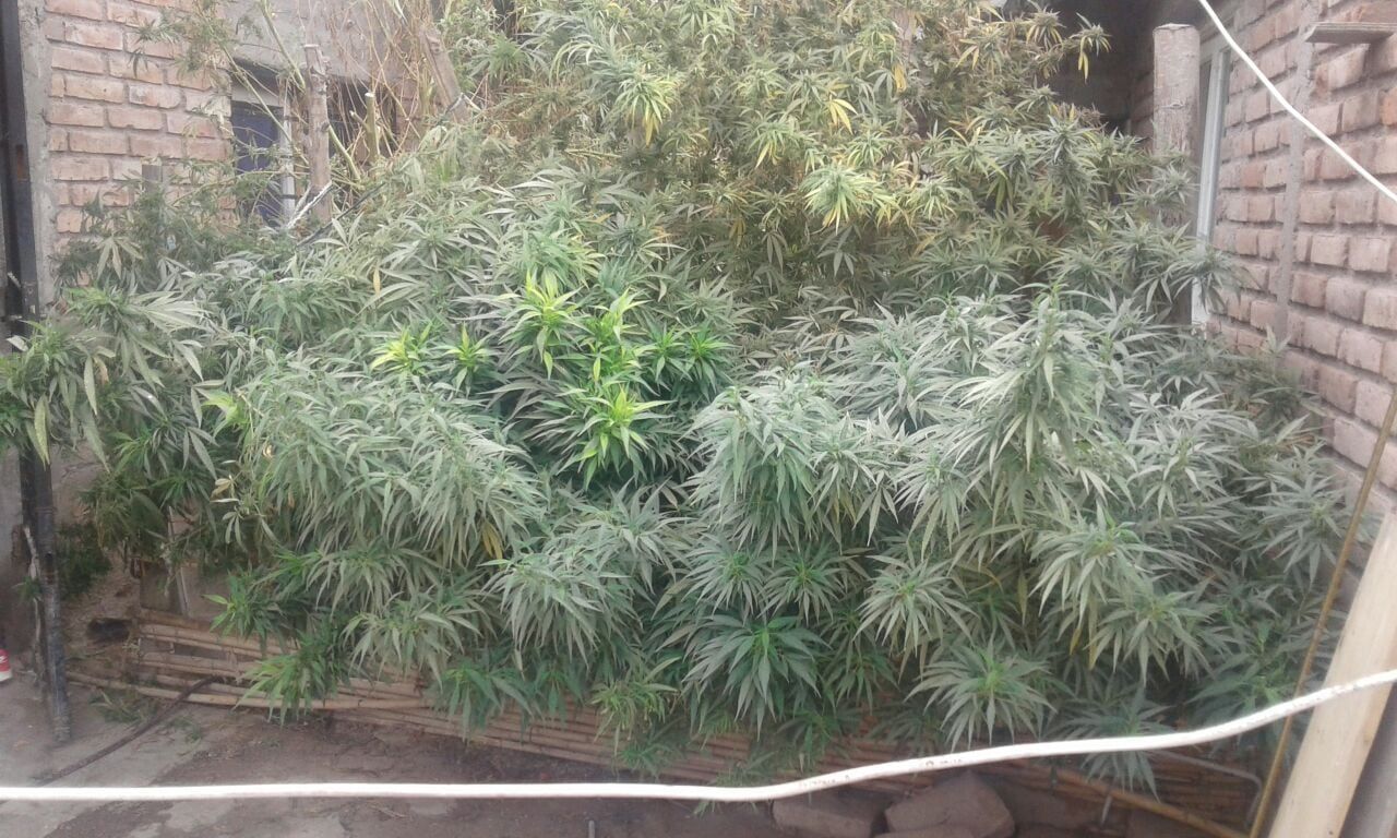 Plantas de marihuana halladas en procedimientos. /Gentileza Ministerio de Seguridad