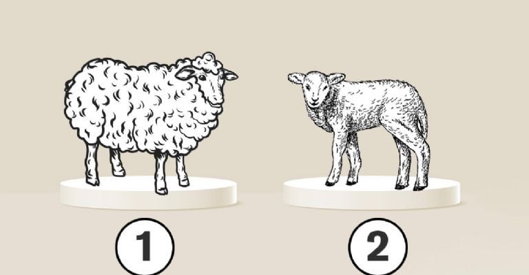 Dependiendo que animal hayas elegido, sabrás siestas ocultando algún defecto que no te hace bien.