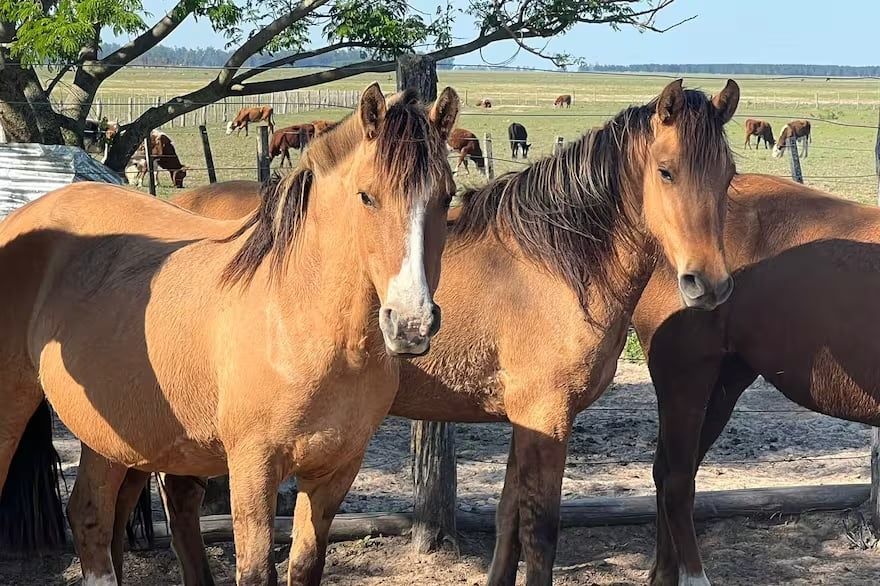 El primer caso de muerte por Encefalitis Equina del Oeste (EEO) fue confirmado hoy en la provincia de Santa Fe. Gentileza: La Nación.