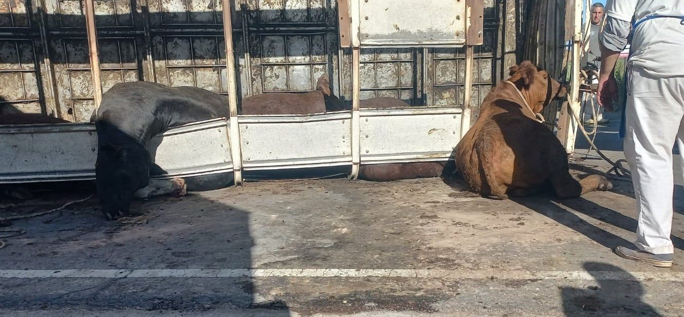 Volcó un camión con vacas en Maipú. Gentileza - Ministerio de Seguridad