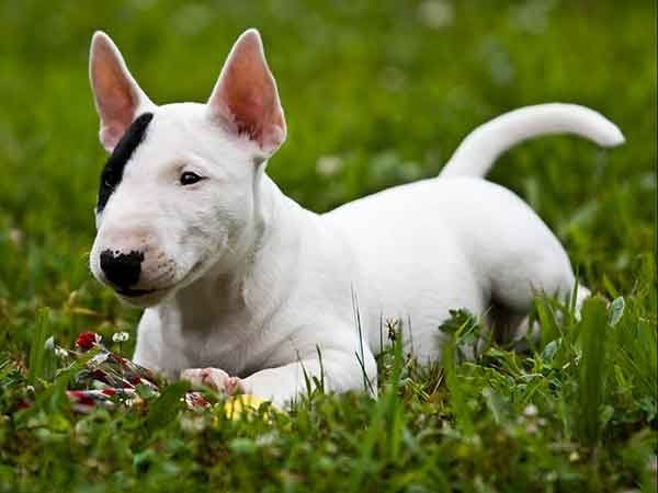 Acuario es como un Bull Terrier