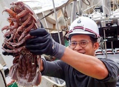 Cucaracha "supergigante".