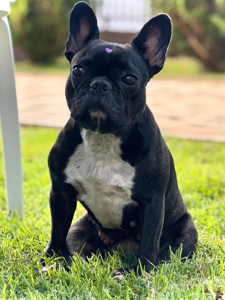 Los padres de Maggie se enojaron con ella y la reacción se volvió viral en redes sociales. Gentileza: Instagram maggie_veronica.dog