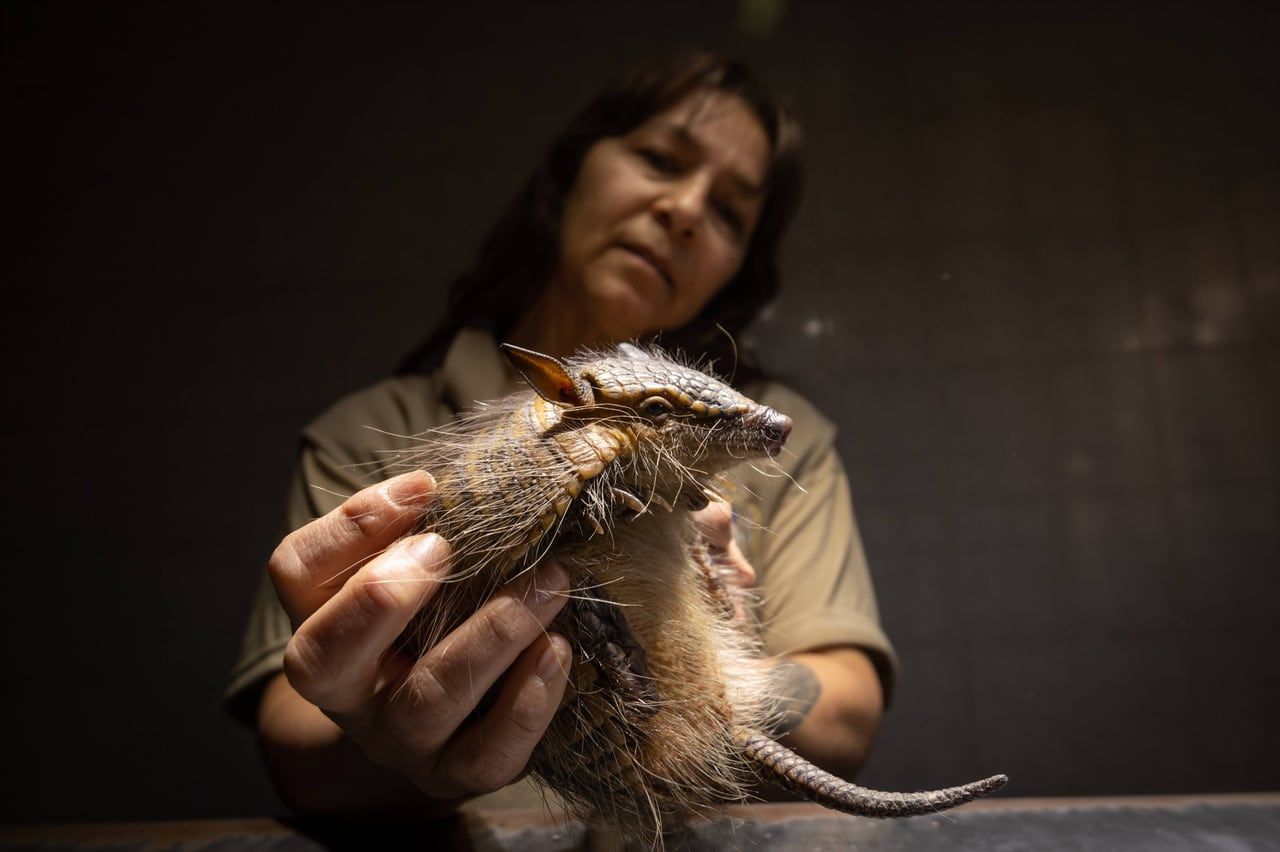 Tráfico de fauna, animales “invadidos” por personas en Mendoza y los duros recuerdos del viejo zoo. Foto: Ignacio Blanco / Los Andes  