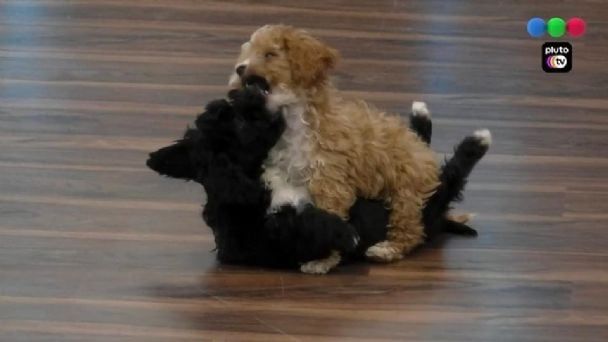 Caramelo, uno de los cachorritos de Gran Hermano cayó al agua y genero el miedo de todos.