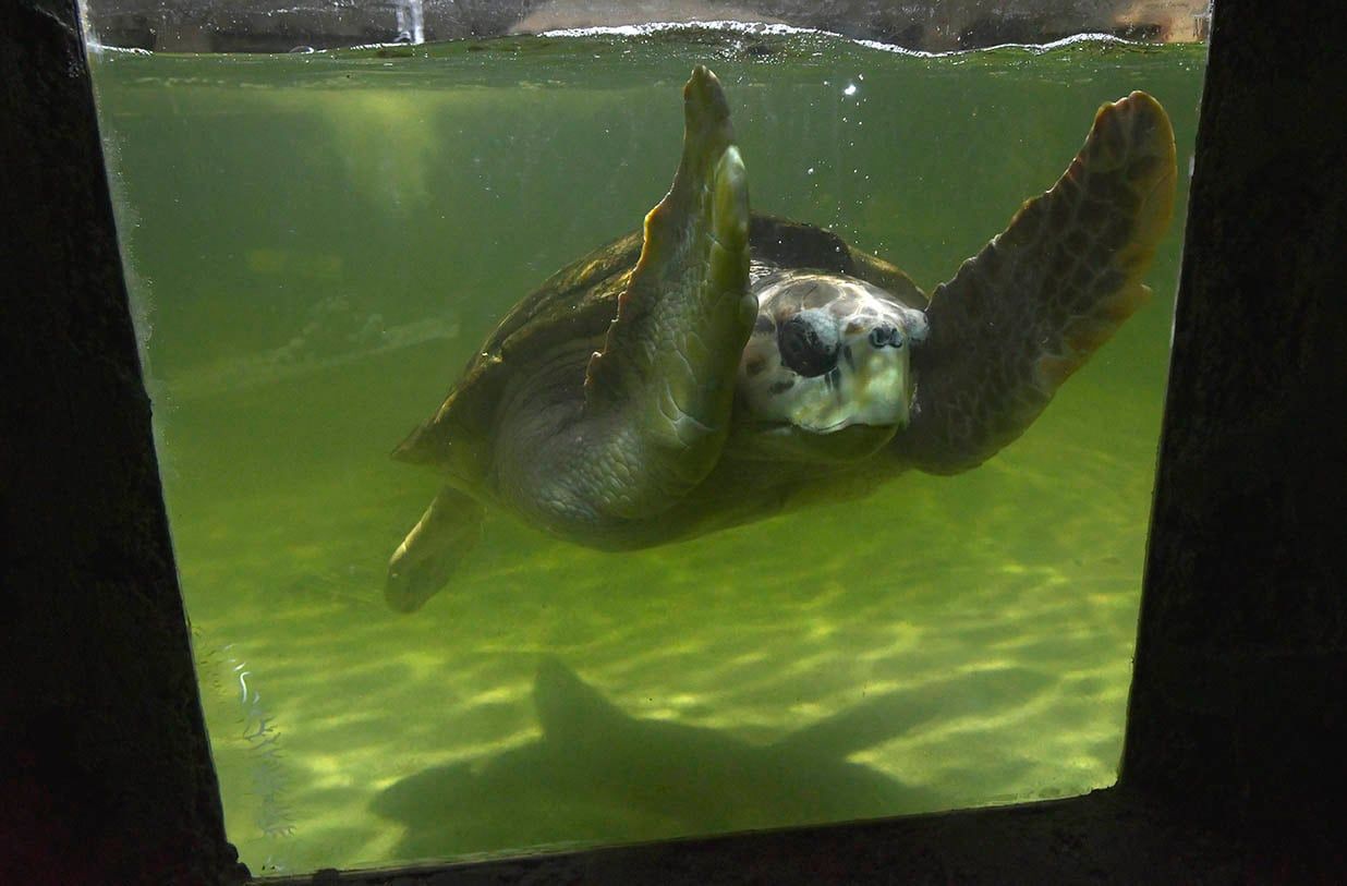 Cerrarán el Acuario pero no liberarán al tortugo Jorge
El tradicional paseo mendocino, ubicado en el Parque O’Higgins, será reconvertido en Centro para la Conservación de la Biodiversidad. Foto Orlando Pelichotti / Los Andes