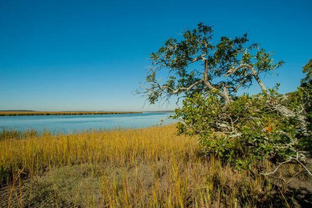 Un grupo de conservacionistas encontró a una tortuga mutante.
