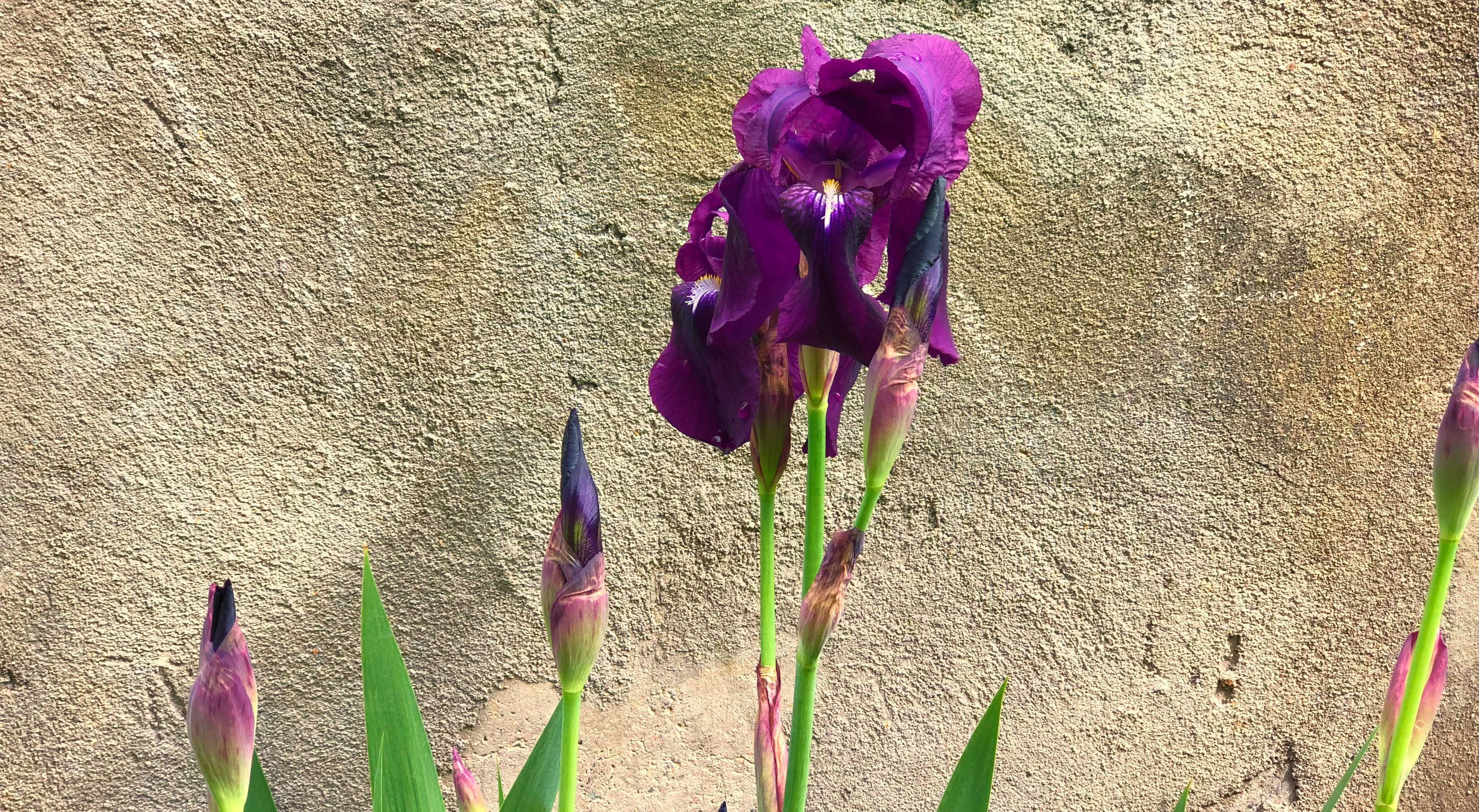 Los bellos iris requieren mucha luz o sol de mañana, y suelos orgánicos con buen drenaje.