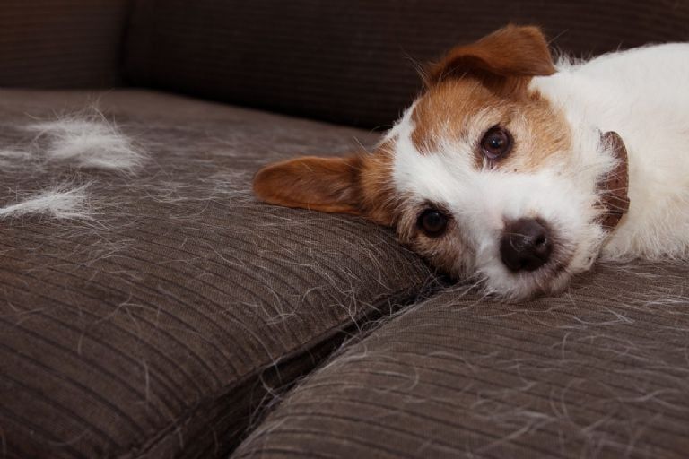 Estos son los trucos para cuidar la caída del pelo de los perros.