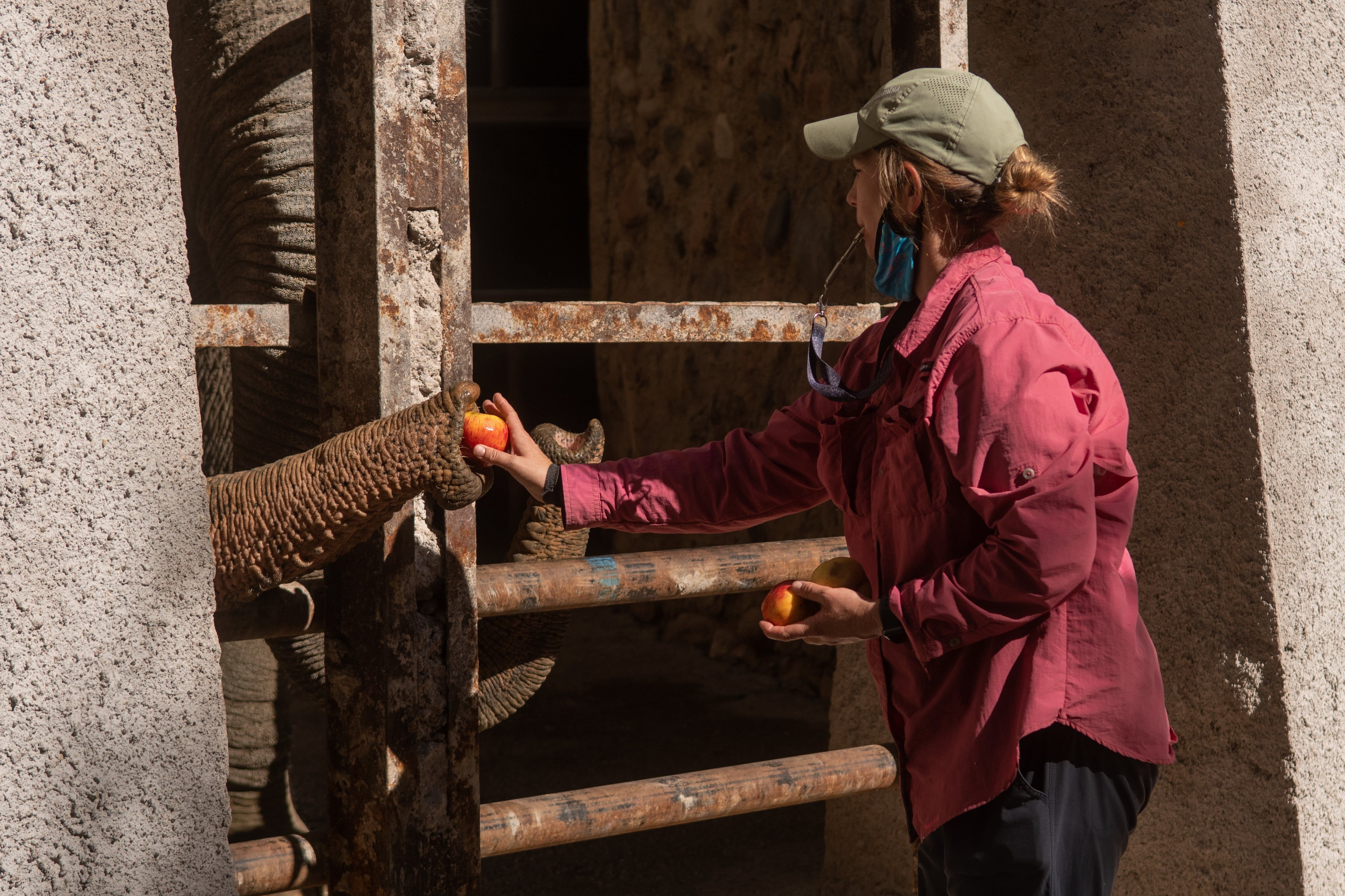 Tamy es uno de los cuatro elefantes que permanecen en el Ecoparque de Mendoza y que serán trasladados al Santuario de Elefantes de Brasil. Como aún no está construido su hábitat en aquel espacio, se impulsó una campaña de donaciones que ya superó los 225.000 dólares recaudados. Foto: Ignacio Blanco / Los Andes    