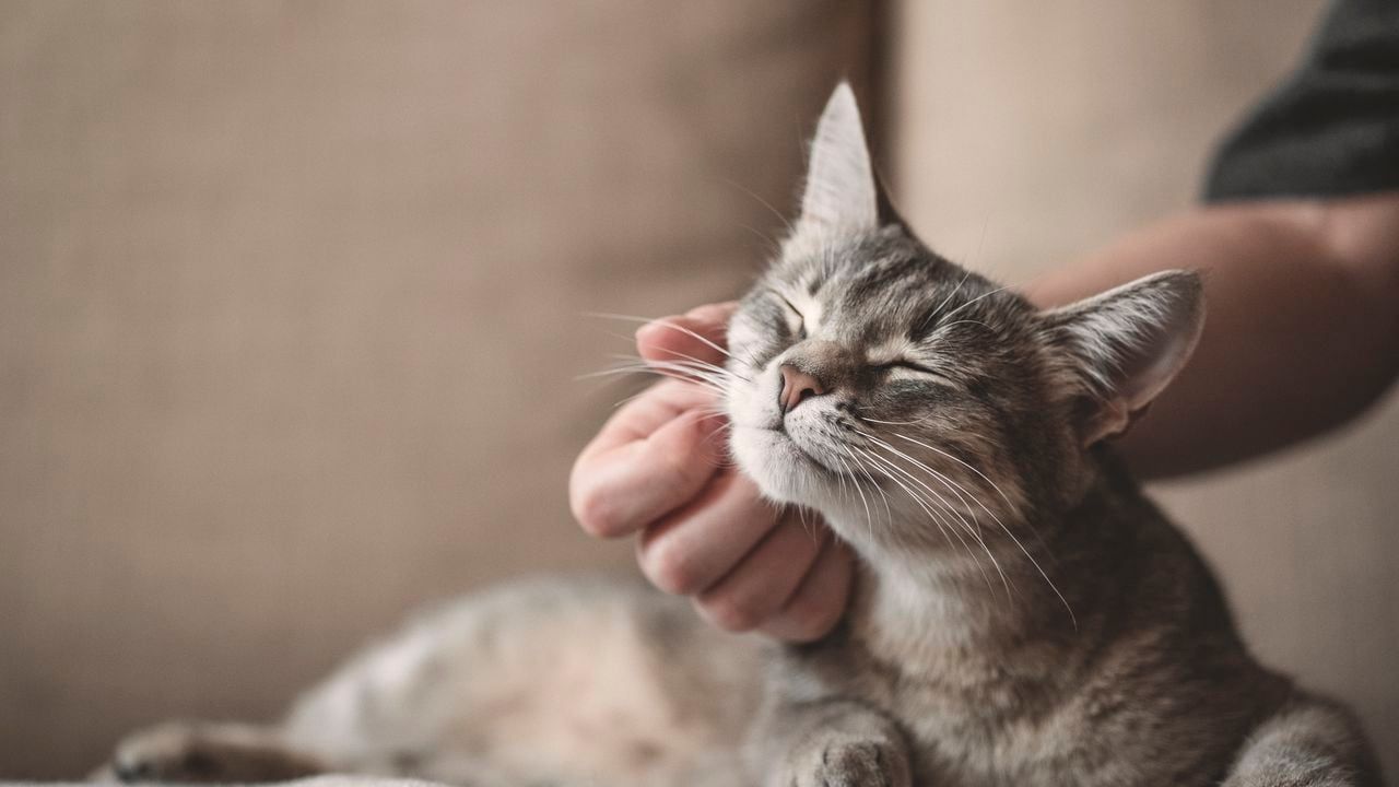 Descuento de Banco Nación en tiendas para mascotas. 