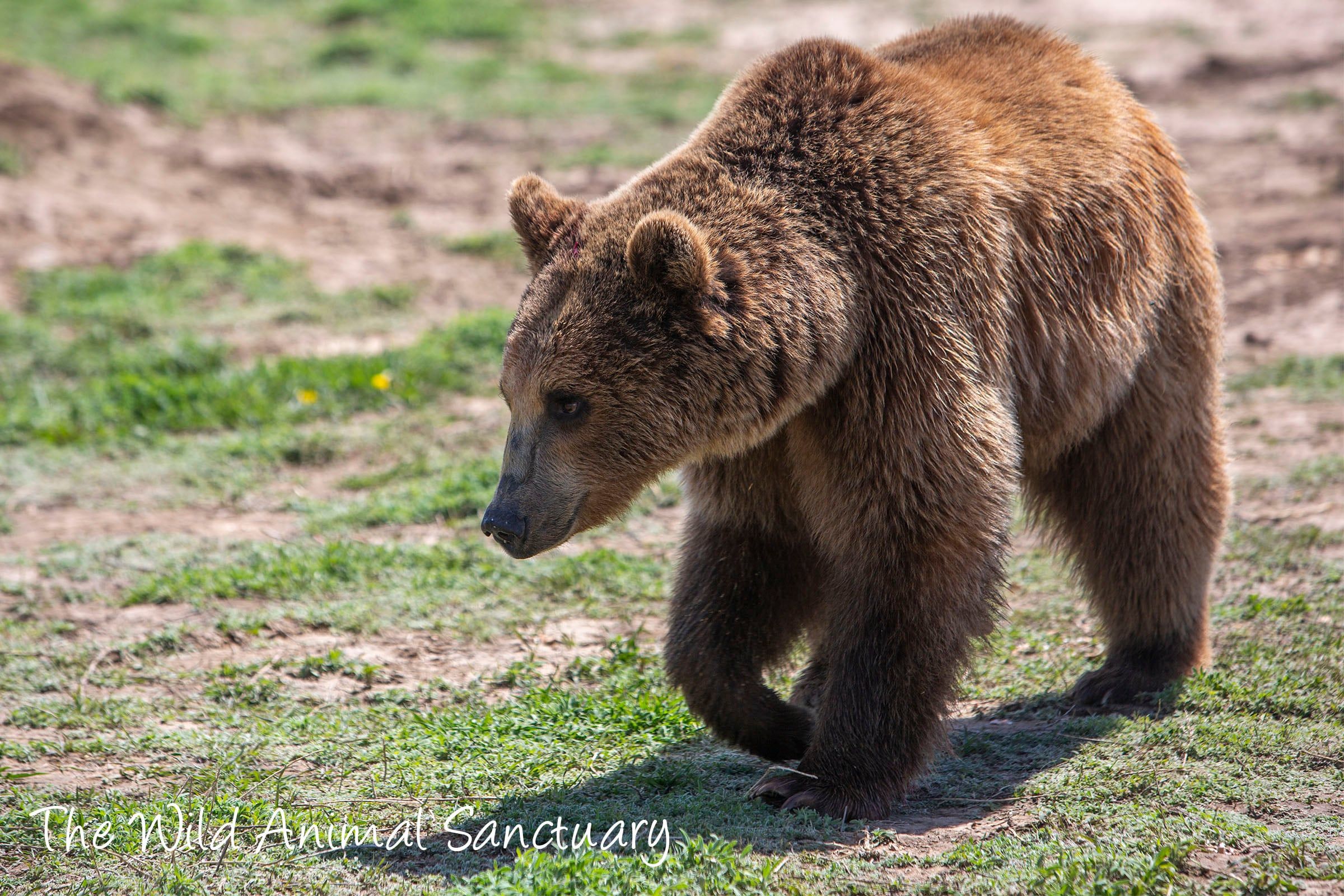 Los ejemplares mendocinos deambulan por decenas de hectáreas verdes y con pastizales en el santuario y el refugio, conociendo otro entorno distinto a aquel en el que nacieron y crecieron.