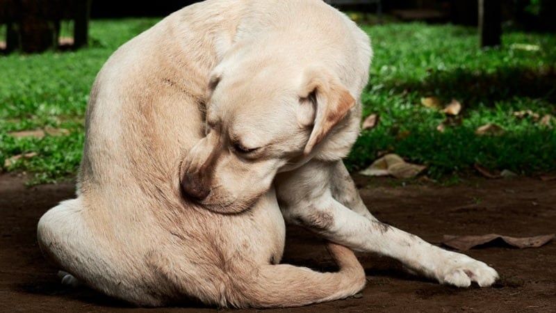 Los motivos por los que tu perro se está rascando