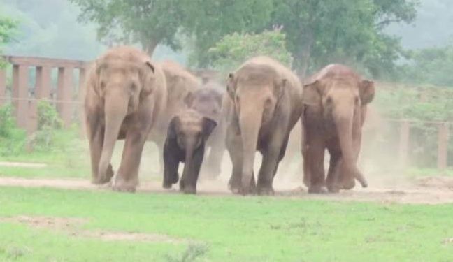 Un cazador murió aplastado por elefantes cuando intentaba huir de una reserva en Sudáfrica. Imagen ilustrativa.