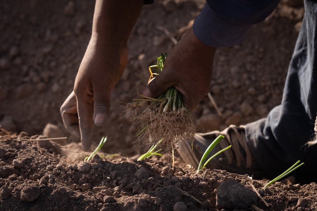 La familia volvió a plantar cebollas, en una nueva propiedad, que trabajan por porcentaje. Foto: Ignacio Blanco / Los Andes