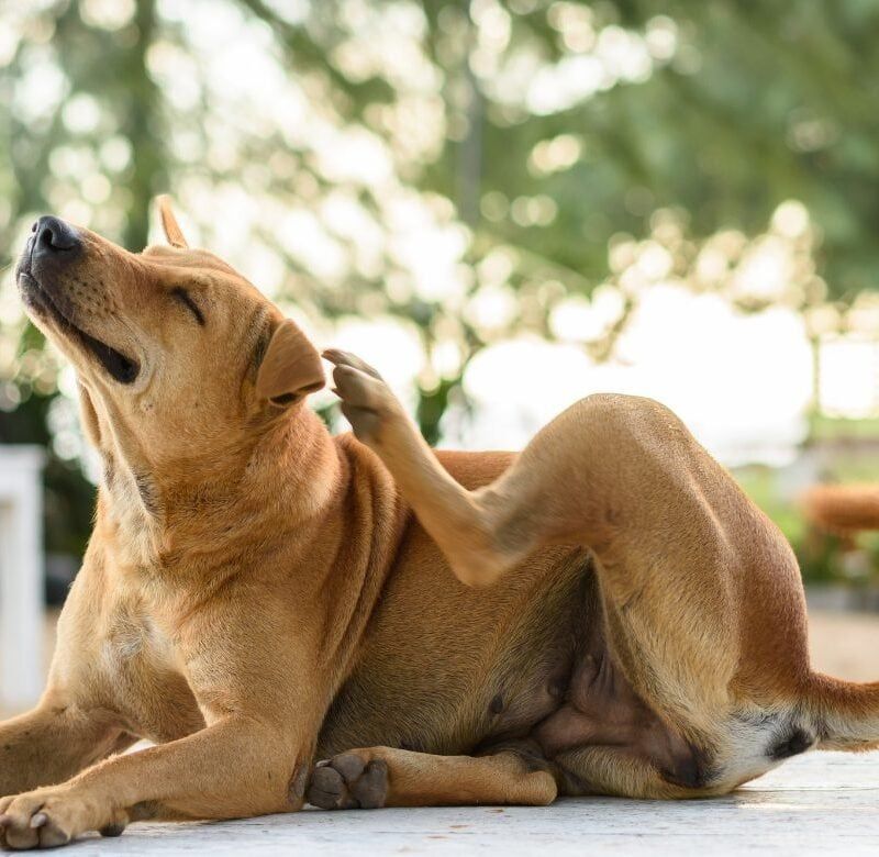 Los motivos por los que tu perro se está rascando
