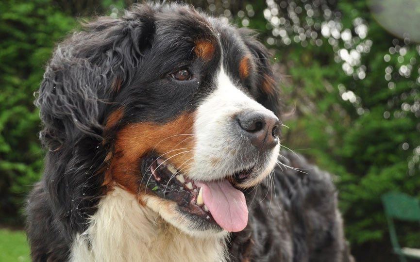 Boyero de Berna, la raza de Thor