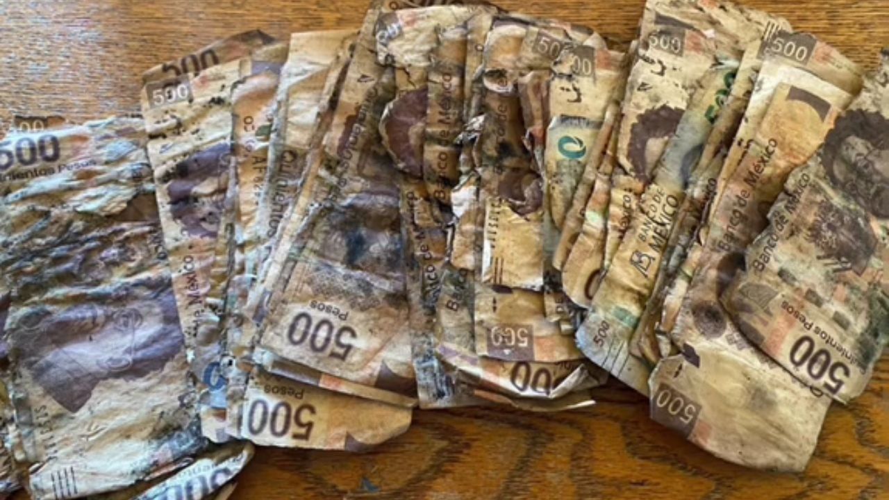 El joven enterró sus ahorros en tierra húmeda. Foto: captura de pantalla.