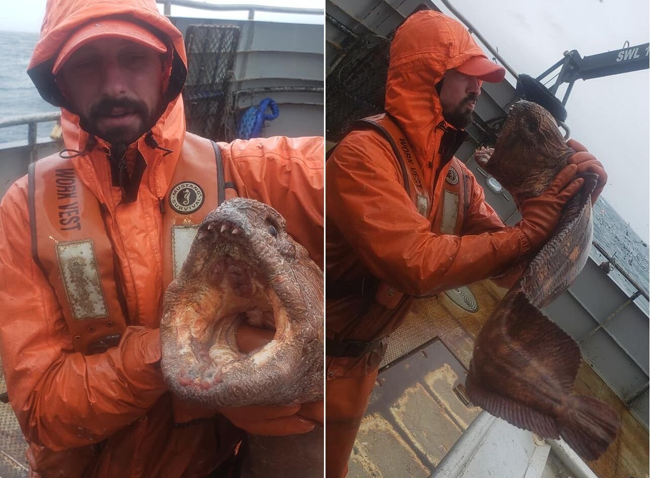 La anguila lobo fotografiada en Alaska -