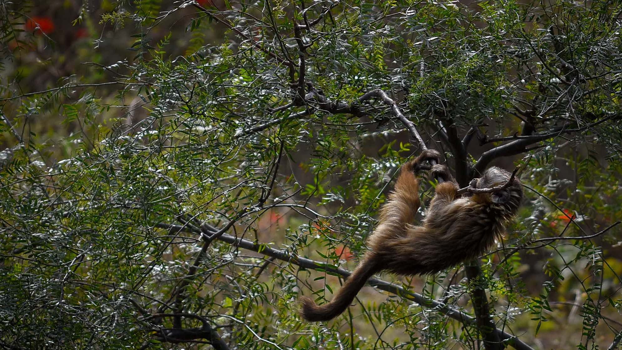 Ecoparque de Mendoza | Archivo Los Andes