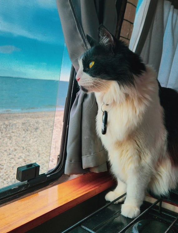Recorrieron el país tatuando a “El Diego”, pero volvieron a casa para sumar a un tercer pasajero: su gatito. Foto: Instagram @viendoquepinta